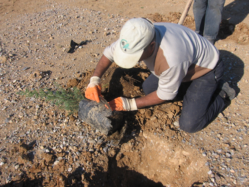 Ad:  Fidan_Dikimi%20(1).jpg
Gösterim: 1180
Boyut:  274.7 KB