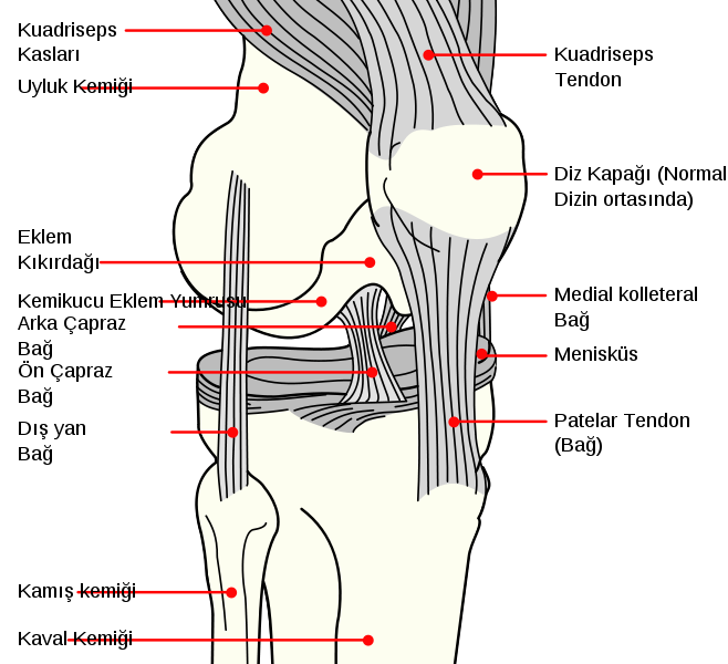 Ad:  658px-Knee_diagram_tr.svg.png
Gsterim: 2753
Boyut:  118.3 KB