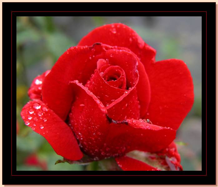 Ad:  gul_177.jpg
Gsterim: 694
Boyut:  41.7 KB