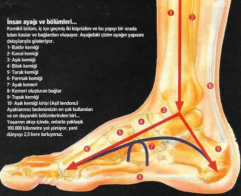 Ad:  ayak02 (1).jpg
Gsterim: 5585
Boyut:  22.9 KB