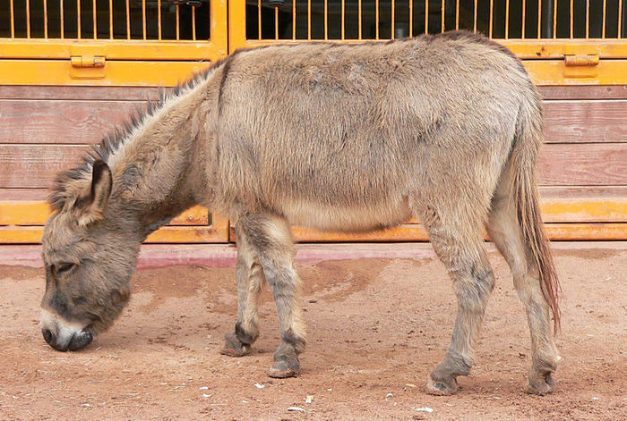 Ad:  Donkey_(Equus_asinus)_at_Disney's_Animal_Kingdom_(16-01-2005).jpg
Gsterim: 205
Boyut:  96.8 KB