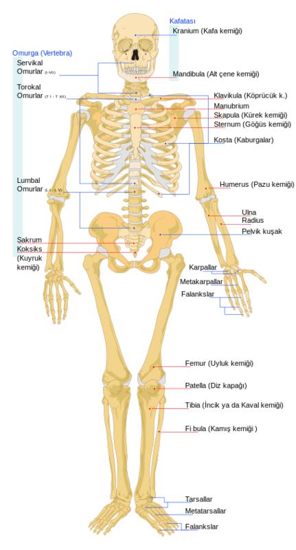 Ad: 454px-Human_skeleton_front_tr.svg.jpg
Gösterim: 12997
Boyut: 39.5 KB Ad: 454px-Human_skeleton_front_tr.svg.jpg
Gösterim: 12997
Boyut: 39.5 KB
