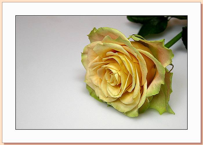 Ad:  gul_179.jpg
Gsterim: 346
Boyut:  38.7 KB