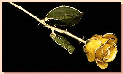 Ad:  gul_181.jpg
Gsterim: 302
Boyut:  15.0 KB