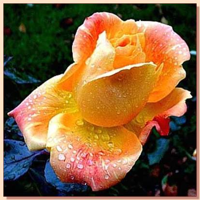 Ad:  gul_186.jpg
Gsterim: 261
Boyut:  31.4 KB