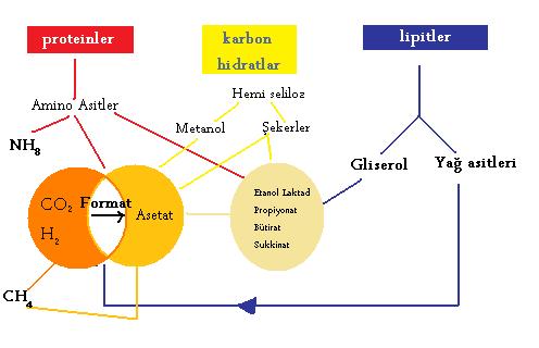 Ad:  Organik_madde_donusumu.jpg
Gsterim: 1077
Boyut:  20.9 KB
