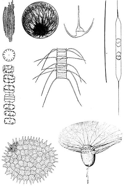 Ad:  402px-Plankton.jpg
Gsterim: 1289
Boyut:  49.6 KB