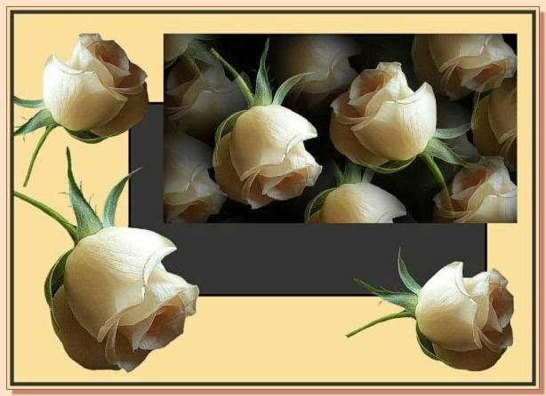 Ad:  gul_191.jpg
Gsterim: 279
Boyut:  37.9 KB