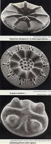 Ad:  Diyatom_4.jpg
Gsterim: 771
Boyut:  19.4 KB