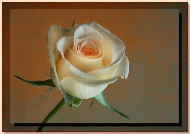 Ad:  gul_194.jpg
Gsterim: 310
Boyut:  26.1 KB