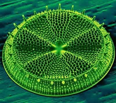 Ad:  Diyatom_7.jpg
Gsterim: 1327
Boyut:  30.2 KB