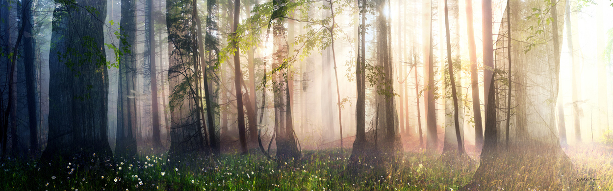 Ad:  see_the_forest_for_the_trees_by_curious3d-d8yqy7j.jpg
Gsterim: 287
Boyut:  354.8 KB