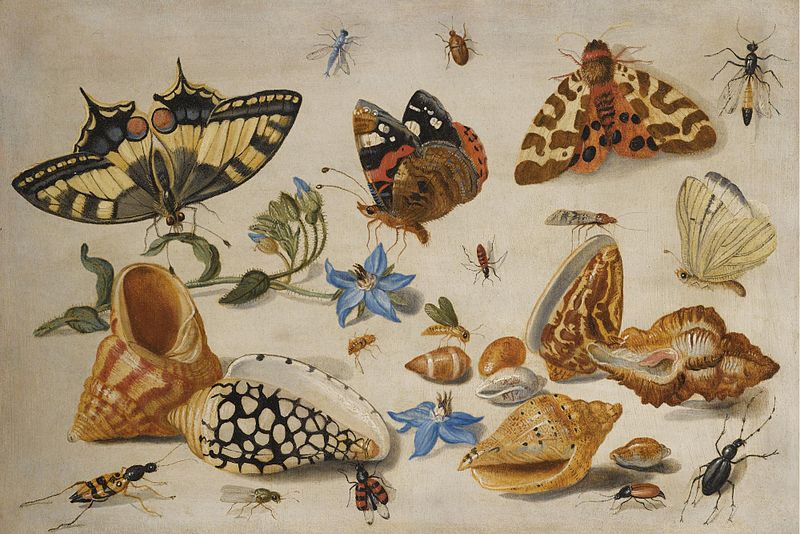 Ad: 800px-Jan_van_Kessel_de_Oude_-_Vlinders_en_andere_insecten,_mosselen,_slakken_-_etc.jpg
Gösterim: 262
Boyut: 105.0 KB