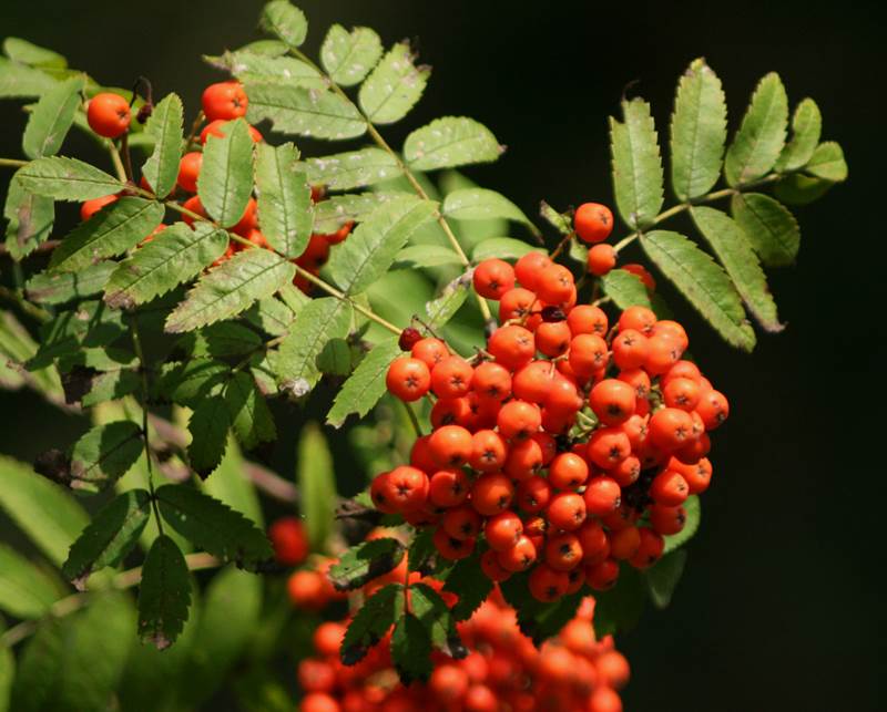 Ad:  21-29082013-154738-plant-sorbus-aucuparia-001.jpg
Gsterim: 828
Boyut:  62.3 KB