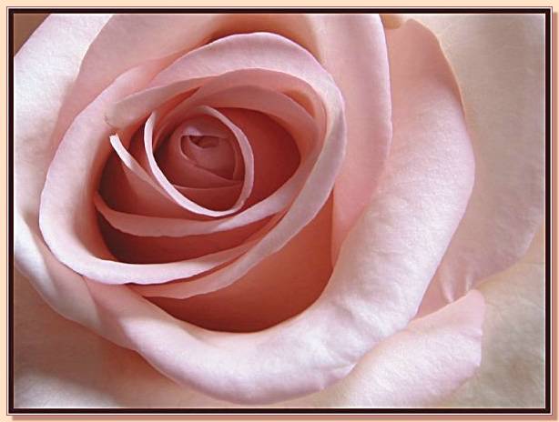 Ad:  gul_196.jpg
Gsterim: 288
Boyut:  33.5 KB