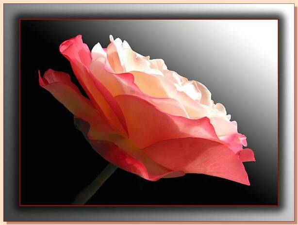 Ad:  gul_198.jpg
Gsterim: 269
Boyut:  26.8 KB