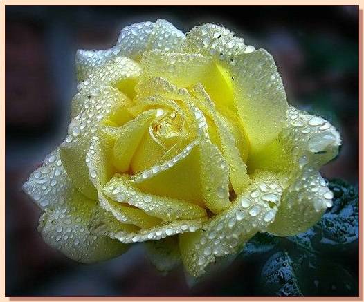 Ad:  gul_200.jpg
Gsterim: 289
Boyut:  41.3 KB