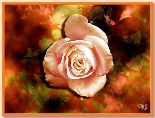 Ad:  gul_201.jpg
Gsterim: 351
Boyut:  39.5 KB