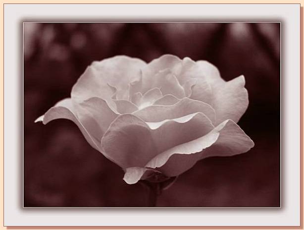 Ad:  gul_205.jpg
Gsterim: 316
Boyut:  25.5 KB