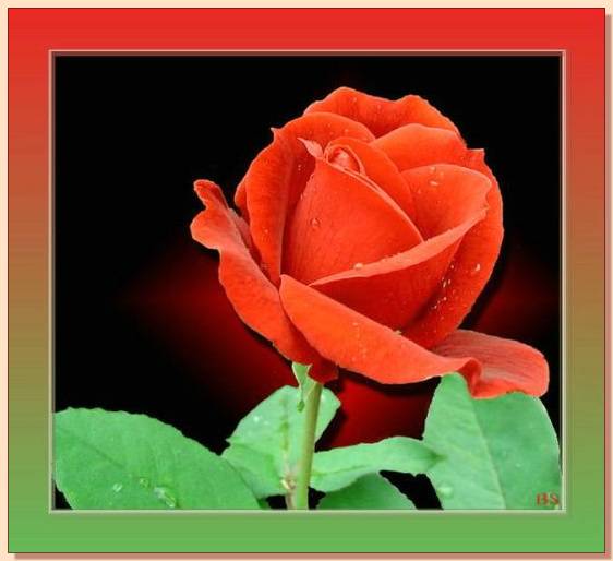 Ad:  gul_206.jpg
Gsterim: 375
Boyut:  31.6 KB