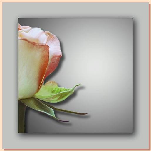 Ad:  gul_207.jpg
Gsterim: 299
Boyut:  21.8 KB