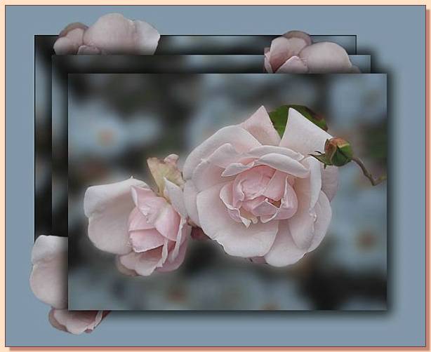 Ad:  gul_209.jpg
Gsterim: 322
Boyut:  30.2 KB