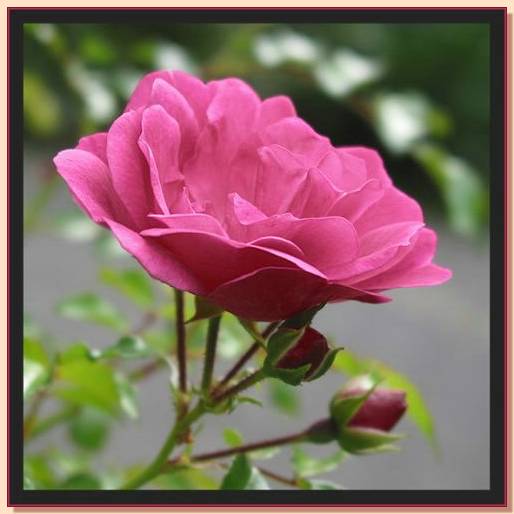 Ad:  gul_210.jpg
Gsterim: 290
Boyut:  30.9 KB