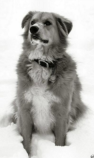 Ad:  Content_in_the_Snow.jpg
Gsterim: 356
Boyut:  36.1 KB