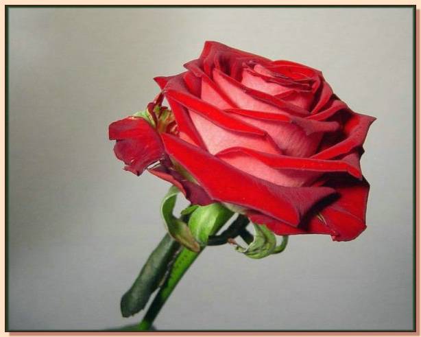 Ad:  gul_211.jpg
Gsterim: 260
Boyut:  29.9 KB