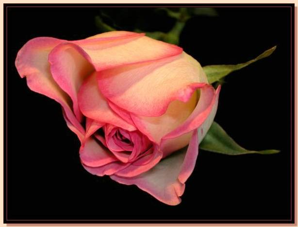 Ad:  gul_229.jpg
Gsterim: 234
Boyut:  27.7 KB