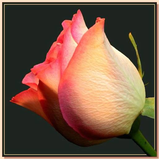 Ad:  gul_233.jpg
Gsterim: 235
Boyut:  28.6 KB