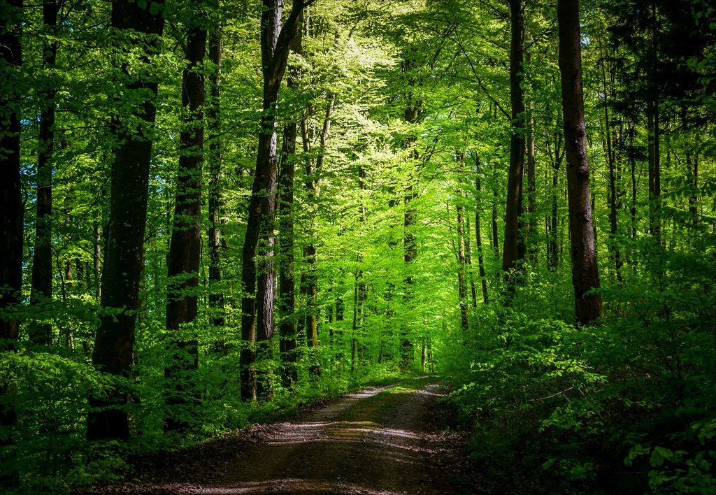 Ad:  the_world_is_green_vi_by_aenea_jones-d944d6z.jpg
Gsterim: 87
Boyut:  303.5 KB