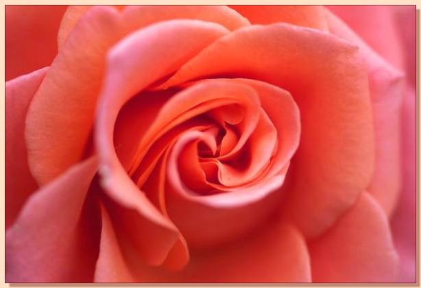 Ad:  gul_236.jpg
Gsterim: 388
Boyut:  24.4 KB