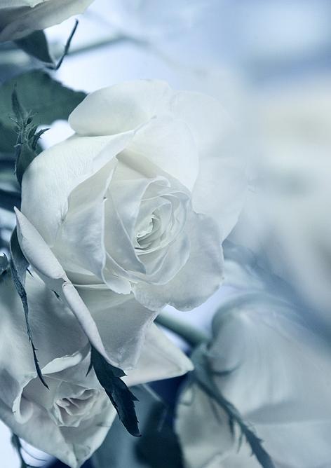 Ad:  Spring_II.jpg
Gsterim: 229
Boyut:  29.7 KB