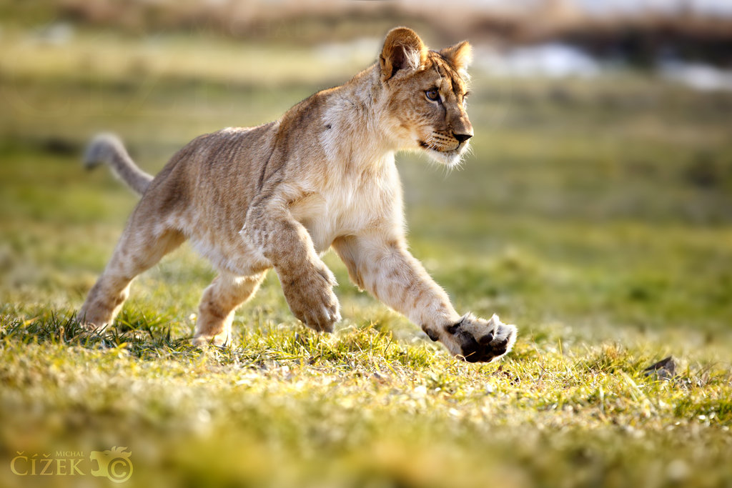 Ad:  world_lion_day_by_lion_redmich-d953hbw.jpg
G�sterim: 637
Boyut:  150.5 KB