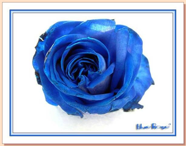 Ad:  gul_235.jpg
Gsterim: 304
Boyut:  39.0 KB