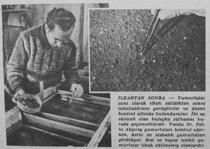 Ad: abant alabalık çiftliği 1959 3.JPG
Gösterim: 426
Boyut: 225.0 KB