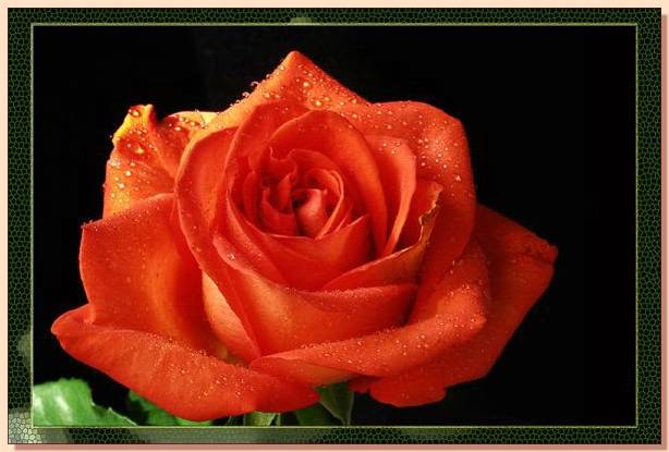 Ad:  gul_237.jpg
Gsterim: 294
Boyut:  35.7 KB