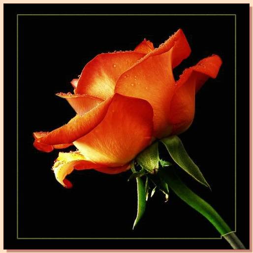 Ad:  gul_238.jpg
Gsterim: 253
Boyut:  28.3 KB