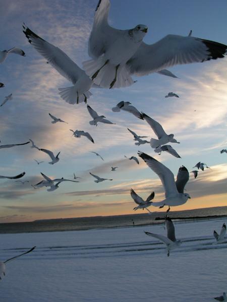 Ad:  Winter_Seagulls_by_angrial.jpg
Gsterim: 364
Boyut:  29.8 KB