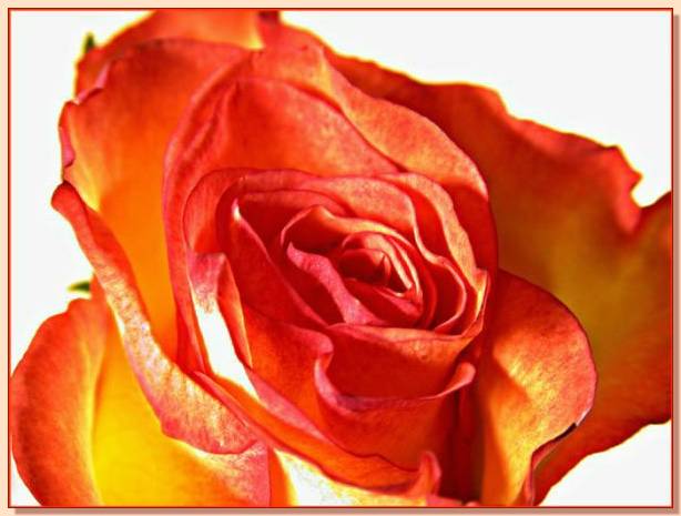 Ad:  gul_240.jpg
Gsterim: 415
Boyut:  36.9 KB