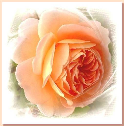 Ad:  gul_242.jpg
Gsterim: 336
Boyut:  28.3 KB