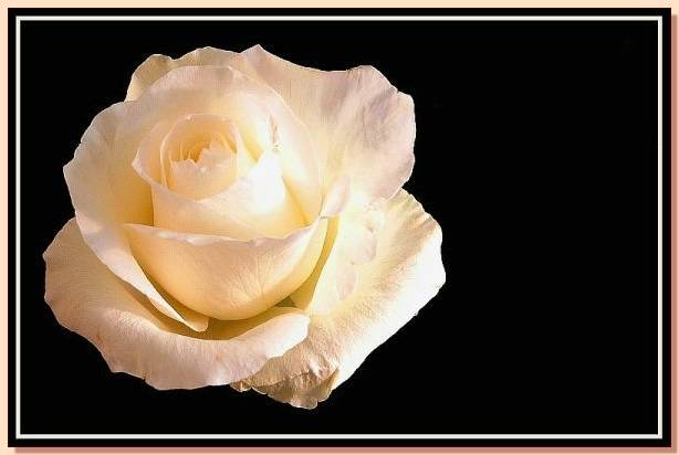 Ad:  gul_243.jpg
Gsterim: 395
Boyut:  27.9 KB