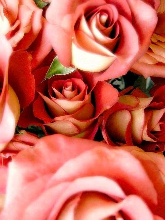 Ad:  Pink_Inspiration__by_Marooon.jpg
Gsterim: 385
Boyut:  69.3 KB