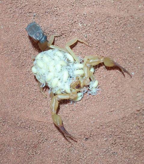 Ad:  pic0570553.jpg
Gsterim: 2979
Boyut:  59.6 KB