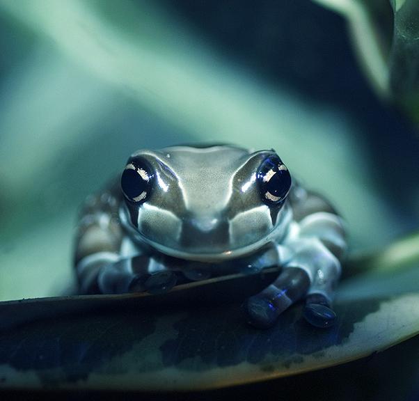 Ad:  Close_Up_III_by_nighty.jpg
Gsterim: 338
Boyut:  29.8 KB