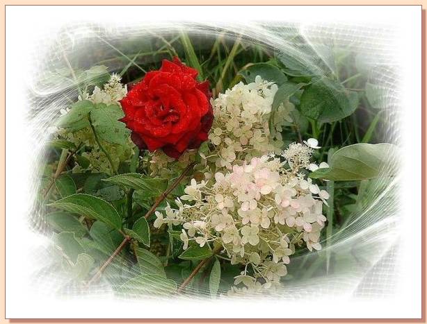 Ad:  gul_247.jpg
Gsterim: 318
Boyut:  52.3 KB