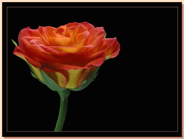 Ad:  gul_248.jpg
Gsterim: 296
Boyut:  23.6 KB