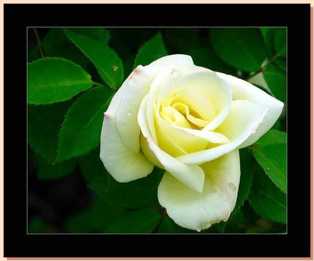 Ad:  gul_250.jpg
Gsterim: 427
Boyut:  29.9 KB