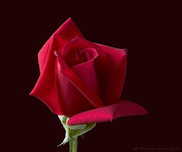 Ad:  Macro_Plants_Flowers_by_israelfi.jpg
Gsterim: 247
Boyut:  16.7 KB